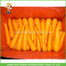 Shandong New Crop Fresh Carrot